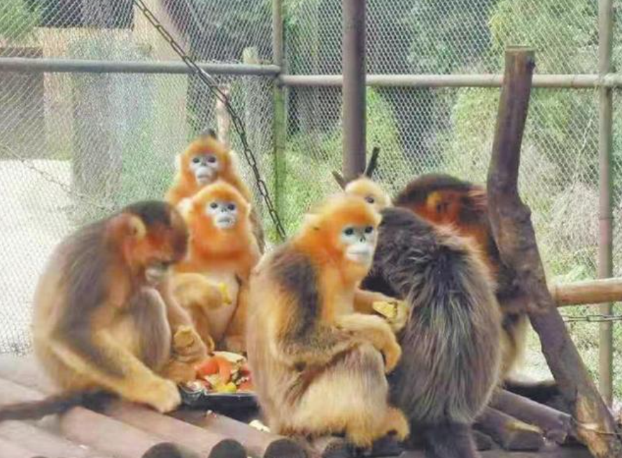 四川省破獲一起特大危害珍貴、瀕危野生動物案 警方查獲川金絲猴18只小熊貓17只