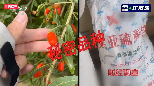為?！捌焚|(zhì)”，他們竟給枸杞“熏硫磺”！總臺曝光“毒枸杞”加工現(xiàn)場